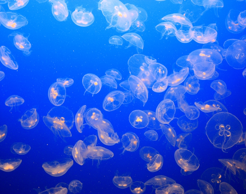 Jellyfish in a blue water.